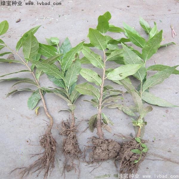 臘梅<a href='http://www.hn123.net.cn/' target='_blank'>種子</a>