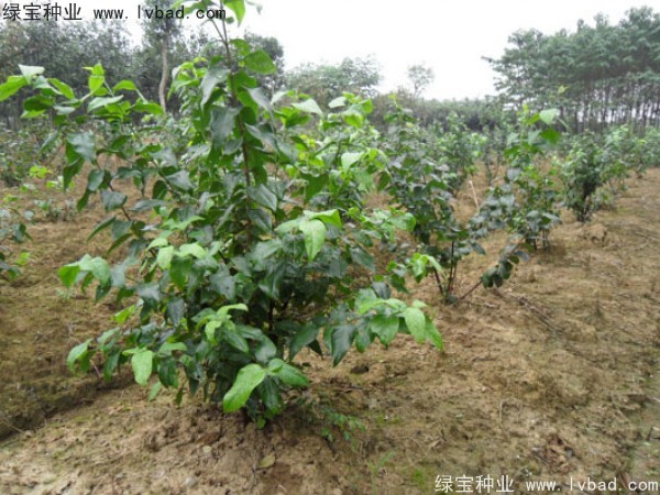 臘梅<a href='http://www.hn123.net.cn/' target='_blank'>種子</a>