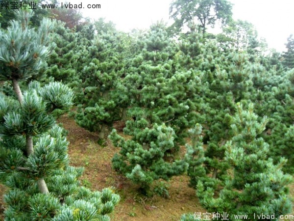 <a href='http://www.hn123.net.cn/linmuzhongzi/1792.html' target='_blank'>大阪松種子</a>
