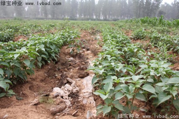 <a href='http://www.hn123.net.cn/linmuzhongzi/1793.html' target='_blank'>重陽木</a><a href='http://www.hn123.net.cn/' target='_blank'>種子</a>