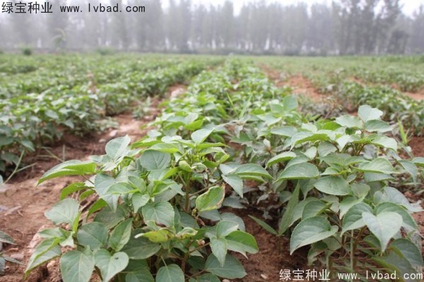 <a href='http://www.hn123.net.cn/linmuzhongzi/1793.html' target='_blank'>重陽木種子</a>