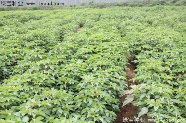 重陽木<a href='http://www.hn123.net.cn/' target='_blank'>種子</a>