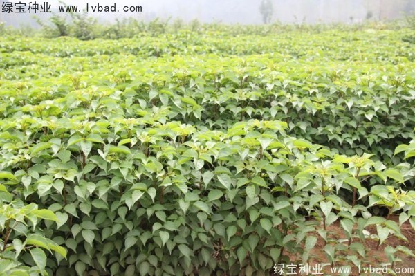 重陽木<a href='http://www.hn123.net.cn/' target='_blank'>種子</a>