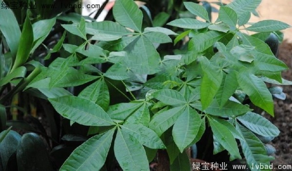 <a href='http://www.hn123.net.cn/linmuzhongzi/1794.html' target='_blank'>發(fā)財樹種子</a>