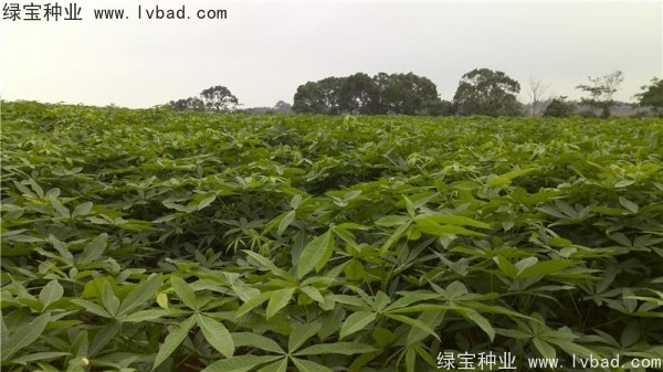 <a href='http://www.hn123.net.cn/linmuzhongzi/1794.html' target='_blank'>發(fā)財樹</a><a href='http://www.hn123.net.cn/' target='_blank'>種子</a>