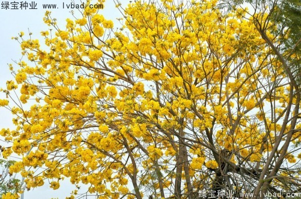 <a href='http://www.hn123.net.cn/linmuzhongzi/1795.html' target='_blank'>黃花風(fēng)鈴木</a><a href='http://www.hn123.net.cn/' target='_blank'>種子</a>