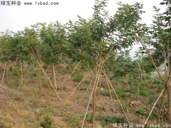 <a href='http://www.hn123.net.cn/linmuzhongzi/1795.html' target='_blank'>黃花風(fēng)鈴木種子</a>
