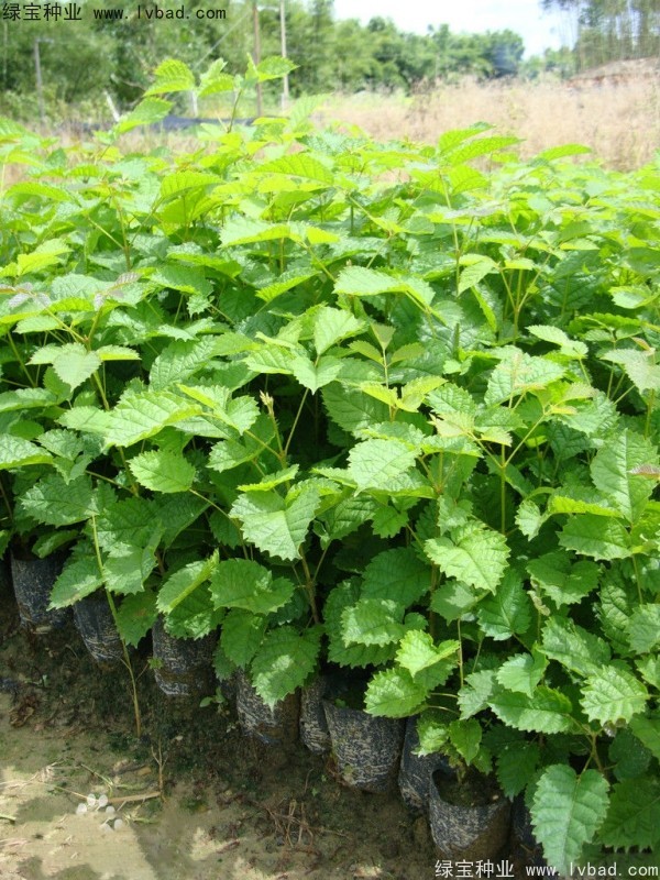 <a href='http://www.hn123.net.cn/linmuzhongzi/1795.html' target='_blank'>黃花風(fēng)鈴木種子</a>