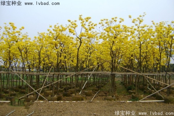 <a href='http://www.hn123.net.cn/linmuzhongzi/1795.html' target='_blank'>黃花風(fēng)鈴木種子</a>