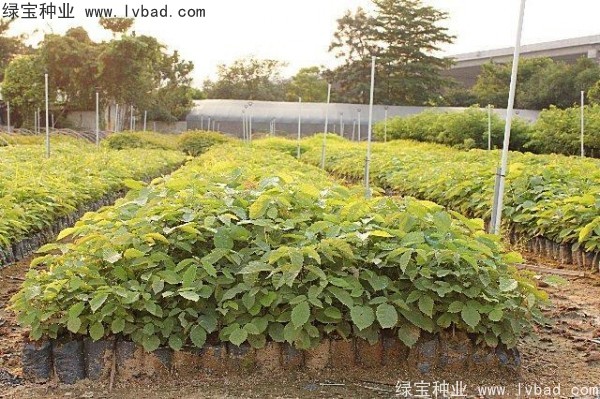<a href='http://www.hn123.net.cn/linmuzhongzi/1795.html' target='_blank'>黃花風(fēng)鈴木</a><a href='http://www.hn123.net.cn/' target='_blank'>種子</a>
