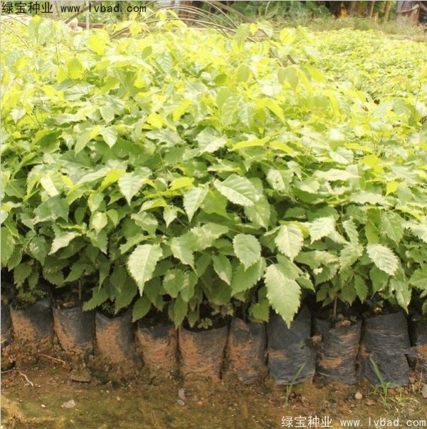 黃花風(fēng)鈴木<a href='http://www.hn123.net.cn/' target='_blank'>種子</a>