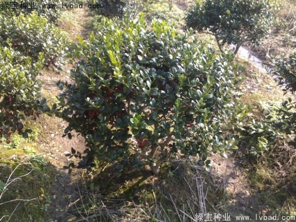<a href='http://www.hn123.net.cn/linmuzhongzi/1797.html' target='_blank'>枸骨</a><a href='http://www.hn123.net.cn/' target='_blank'>種子</a>