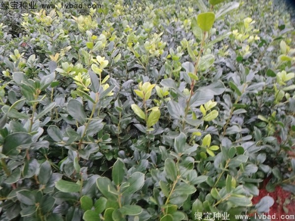 <a href='http://www.hn123.net.cn/linmuzhongzi/1797.html' target='_blank'>枸骨種子</a>