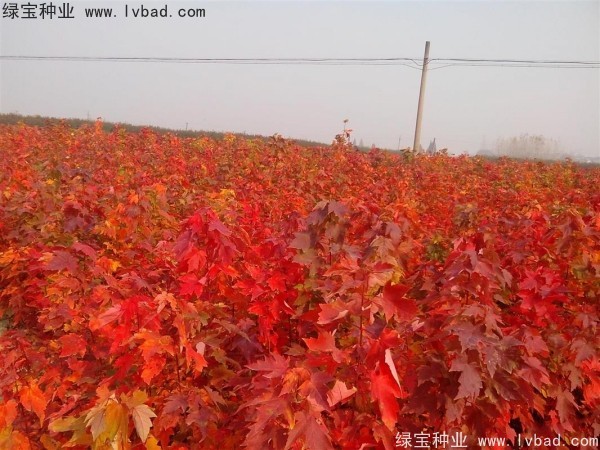 美國<a href='http://www.hn123.net.cn/linmuzhongzi/1706.html' target='_blank'>紅楓種子</a>