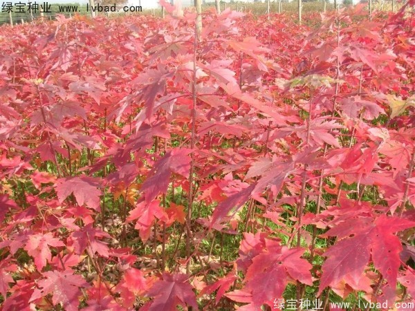 <a href='http://www.hn123.net.cn/linmuzhongzi/1798.html' target='_blank'>美國紅楓種子</a>