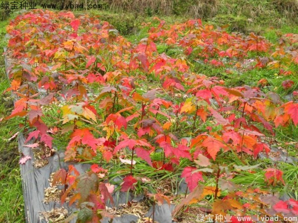 美國<a href='http://www.hn123.net.cn/linmuzhongzi/1706.html' target='_blank'>紅楓</a><a href='http://www.hn123.net.cn/' target='_blank'>種子</a>