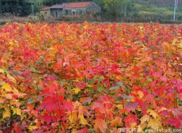 <a href='http://www.hn123.net.cn/linmuzhongzi/1798.html' target='_blank'>美國紅楓種子</a>