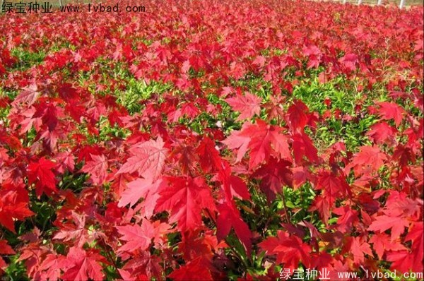 美國<a href='http://www.hn123.net.cn/linmuzhongzi/1706.html' target='_blank'>紅楓種子</a>