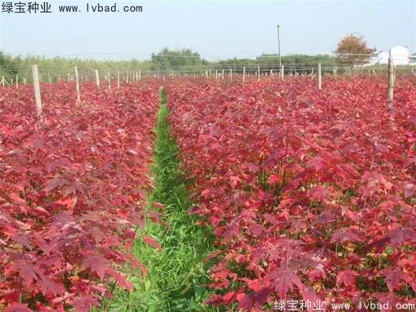 <a href='http://www.hn123.net.cn/linmuzhongzi/1798.html' target='_blank'>美國紅楓</a><a href='http://www.hn123.net.cn/' target='_blank'>種子</a>