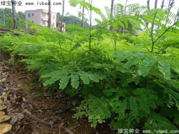 <a href='http://www.hn123.net.cn/linmuzhongzi/1799.html' target='_blank'>紅花楹種子</a>