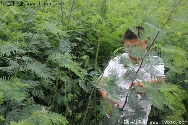 <a href='http://www.hn123.net.cn/linmuzhongzi/1803.html' target='_blank'>金合歡種子</a>