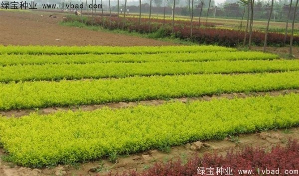 <a href='http://www.hn123.net.cn/linmuzhongzi/1804.html' target='_blank'>金葉女貞種子</a>