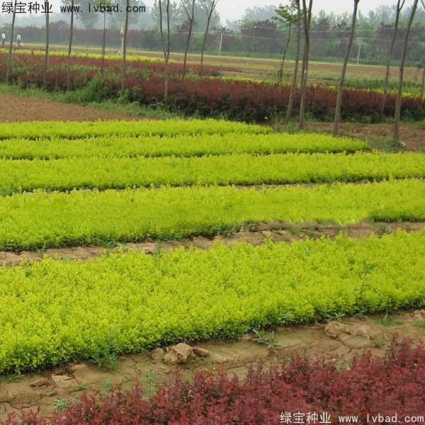 <a href='http://www.hn123.net.cn/linmuzhongzi/1804.html' target='_blank'>金葉女貞種子</a>