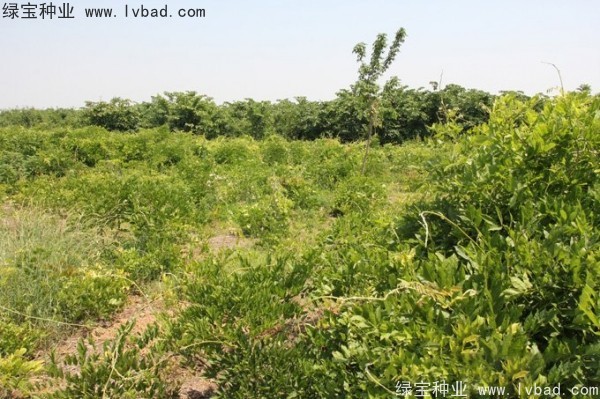 <a href='http://www.hn123.net.cn/linmuzhongzi/1806.html' target='_blank'>紫藤種子</a>