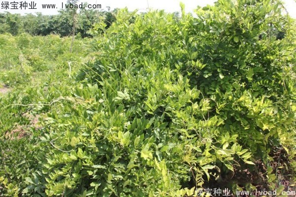 <a href='http://www.hn123.net.cn/linmuzhongzi/1806.html' target='_blank'>紫藤</a>