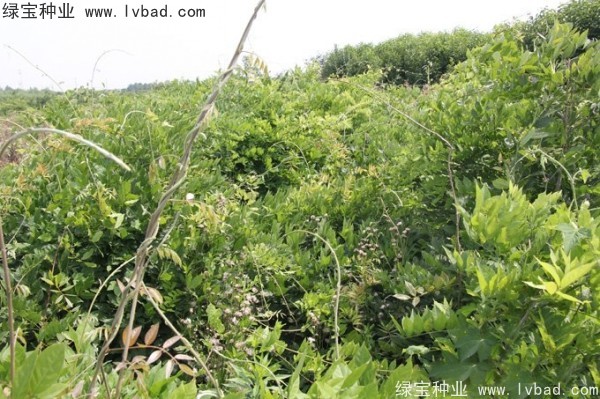 <a href='http://www.hn123.net.cn/linmuzhongzi/1806.html' target='_blank'>紫藤種子</a>