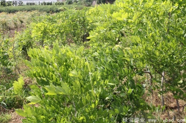 紫藤<a href='http://www.hn123.net.cn/' target='_blank'>種子</a>