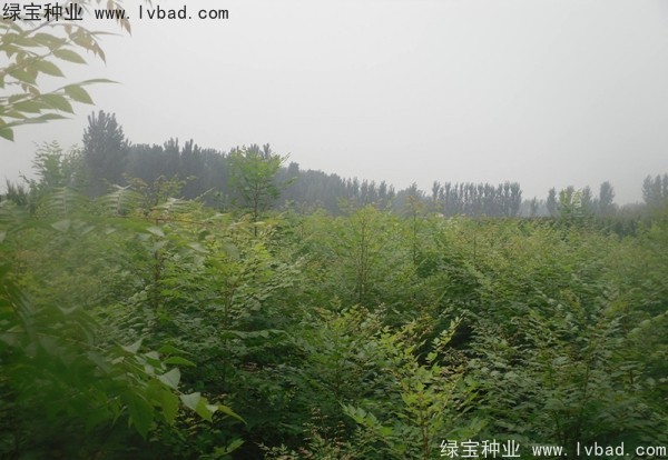 <a href='http://www.hn123.net.cn/linmuzhongzi/1807.html' target='_blank'>北欒</a><a href='http://www.hn123.net.cn/' target='_blank'>種子</a>