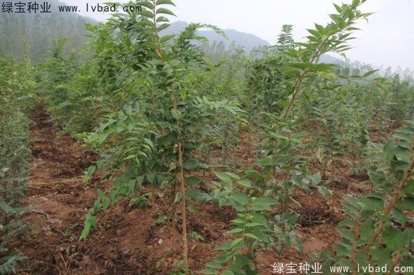 <a href='http://www.hn123.net.cn/linmuzhongzi/1809.html' target='_blank'>大葉樸樹種子</a>