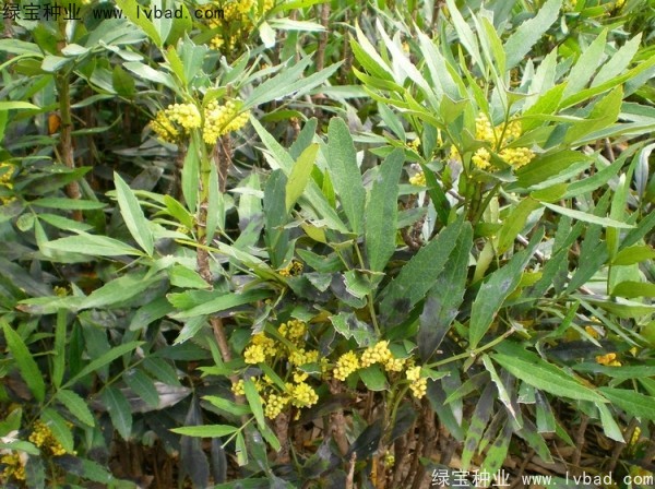 十大功勞<a href='http://www.hn123.net.cn/' target='_blank'>種子</a>