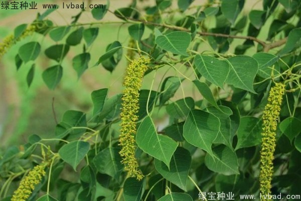 <a href='http://www.hn123.net.cn/linmuzhongzi/1812.html' target='_blank'>烏桕種子</a>