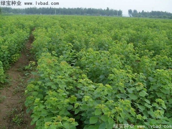 烏桕<a href='http://www.hn123.net.cn/' target='_blank'>種子</a>