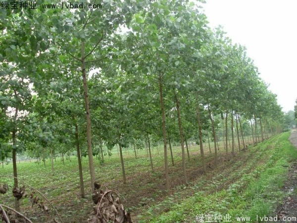 烏桕<a href='http://www.hn123.net.cn/' target='_blank'>種子</a>