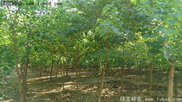<a href='http://www.hn123.net.cn/linmuzhongzi/1812.html' target='_blank'>烏桕種子</a>