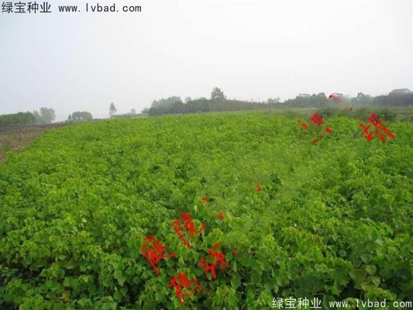 <a href='http://www.hn123.net.cn/linmuzhongzi/1812.html' target='_blank'>烏桕種子</a>