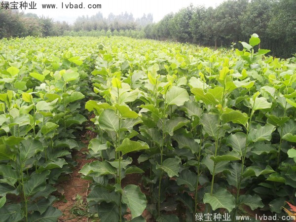 <a href='http://www.hn123.net.cn/linmuzhongzi/1813.html' target='_blank'>玉蘭種子</a>