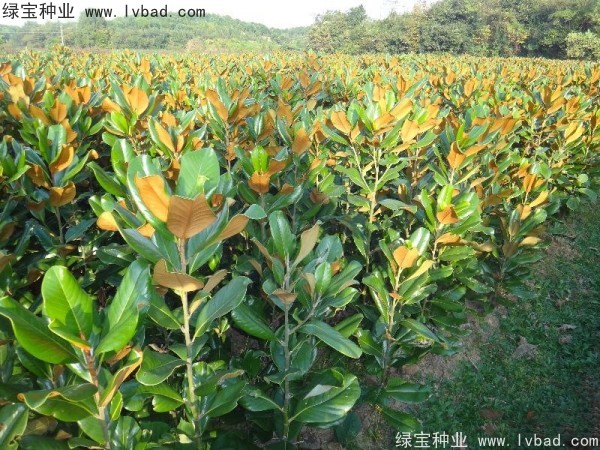 <a href='http://www.hn123.net.cn/linmuzhongzi/1813.html' target='_blank'>玉蘭種子</a>