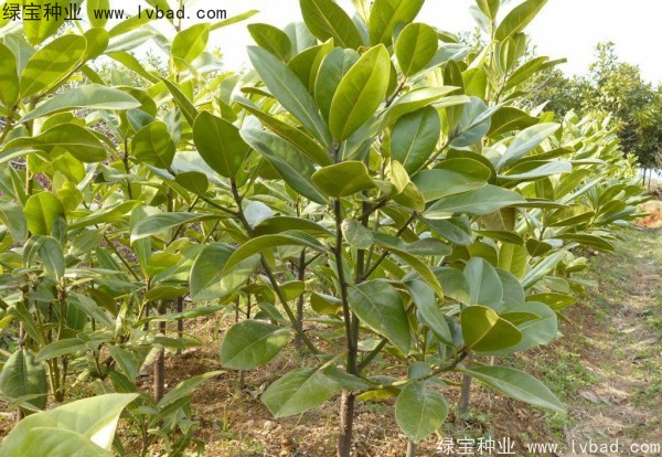 玉蘭<a href='http://www.hn123.net.cn/' target='_blank'>種子</a>