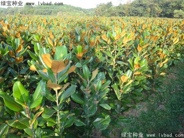 玉蘭<a href='http://www.hn123.net.cn/' target='_blank'>種子</a>