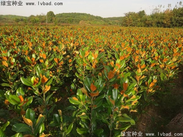 <a href='http://www.hn123.net.cn/linmuzhongzi/1813.html' target='_blank'>玉蘭種子</a>