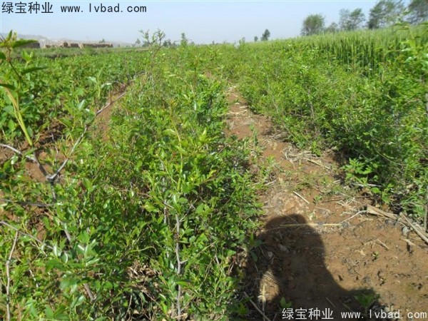 <a href='http://www.hn123.net.cn/linmuzhongzi/1814.html' target='_blank'>棗樹</a>
