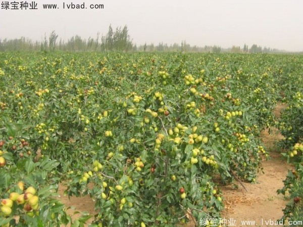 <a href='http://www.hn123.net.cn/linmuzhongzi/1814.html' target='_blank'>棗樹</a>