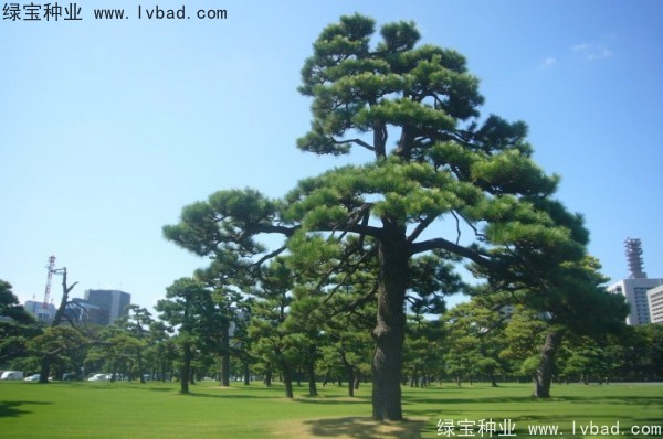 日本<a href='http://www.hn123.net.cn/linmuzhongzi/1716.html' target='_blank'>黑松種子</a>