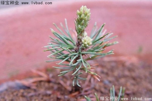 <a href='http://www.hn123.net.cn/linmuzhongzi/1817.html' target='_blank'>五針?biāo)?/a><a href='http://www.hn123.net.cn/' target='_blank'>種子</a>