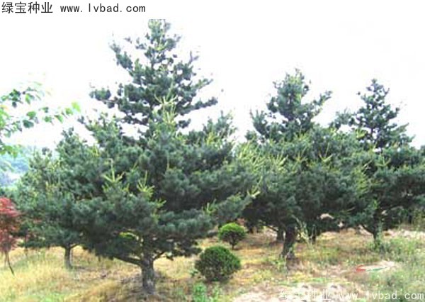 <a href='http://www.hn123.net.cn/linmuzhongzi/1817.html' target='_blank'>五針?biāo)煞N子</a>