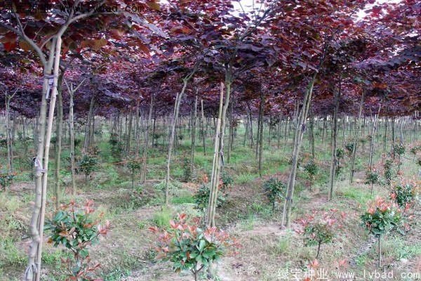<a href='http://www.hn123.net.cn/linmuzhongzi/1818.html' target='_blank'>紅葉紫荊種子</a>